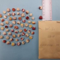 CIMMYTMA 7937 - Reference inventory.jpg