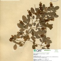 3898 herbarium