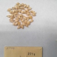 CIMMYTMA 2774 - Reference Inventory.jpg