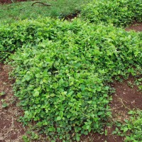 Centrosema molle 226.JPG