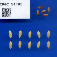 IRGC 54785 Seed Photo