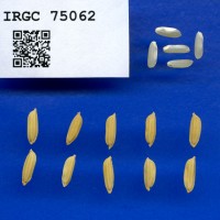 IRGC 75062 Seed Photo