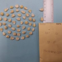 CIMMYTMA 8075 - Reference inventory.jpg