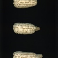 CIMMYTMA 384 CHIH 74 PV22A-1903-236 E15380 _compress.jpg