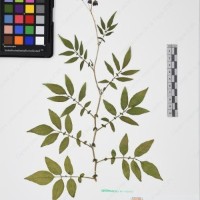 CIP 760029_OCH S81_03.jpg