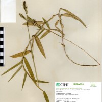 26306 herbarium