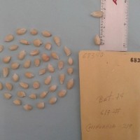 CIMMYTMA 6834 - Reference Inventory.jpg