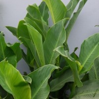 CIP 206003 (plant).jpg