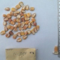 CIMMYTMA 475 - Reference Inventory.jpg