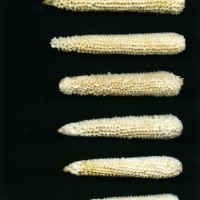 CIMMYTMA 27024 PUEB 937 BA23U-2903-61 C.jpg