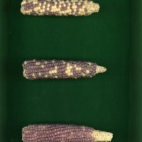 CIMMYTMA 26632 ARZM 05 080 AF19A-0903-172 E.jpg