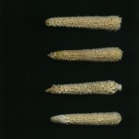 CIMMYTMA 27245 TLAX 250 TC24U-2903-232 C.jpg