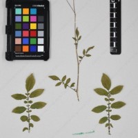 CIP 762631_OCHS 12596_15.jpg