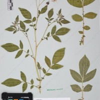 CIP 761450_OCH 12086b_10.jpg