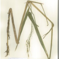 IRGC 88965 Herbarium