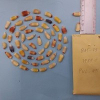 CIMMYTMA 7700 - Reference inventory.jpg