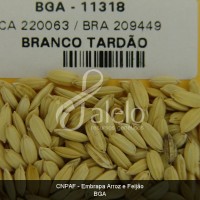 BRA00008653-8.JPG