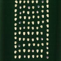 CIMMYTMA 1078 GUAT 151 AF19A-0903-8 K.jpg