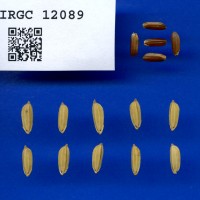 IRGC 12089 Seed Photo