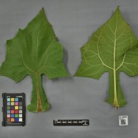 CIP 205030 (leaf).jpg