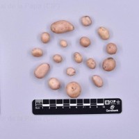 CIP 760685_OKA 4306_opl_T(t).jpg