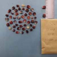 CIMMYTMA 7992 - Reference inventory.jpg