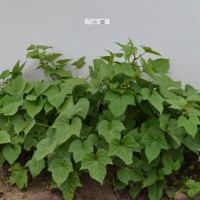 CIP 401527 (plant).jpg