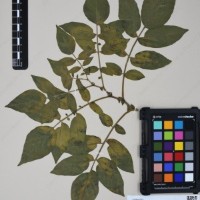 CIP 762335_OCHS 15599_05.jpg