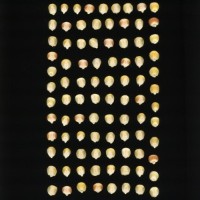 CIMMYTMA 2267 OAXA 28 PV22A-1903-119 K1280 _compress.jpg