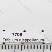 7706_Seed.jpg