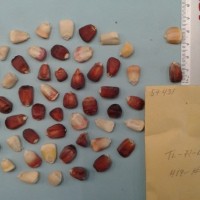 CIMMYTMA 5743 - Reference Inventory.jpg