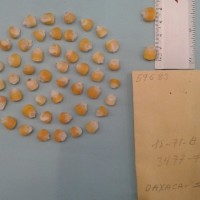 CIMMYTMA 5968 - Reference Inventory.jpg