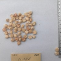 CIMMYTMA 372 - Reference Inventory.jpg