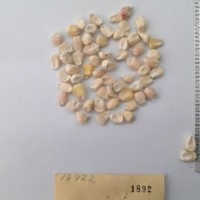 CIMMYTMA 1892 - Reference Inventory.jpg