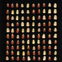 CIMMYTMA 6120 BRAZ 1606 AF22A-0903-85 K_compress.jpg