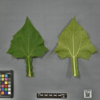 CIP 205059 (leaf).jpg