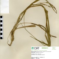 16162 herbarium