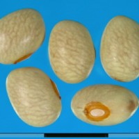 G1777 seed.jpg