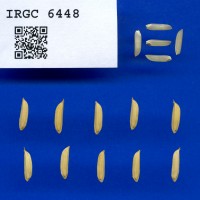 IRGC 6448 Seed Photo