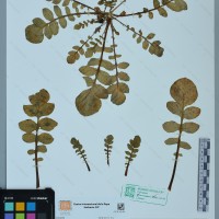 CIP 761057 herbarium