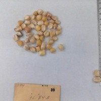 CIMMYTMA 39 - Reference Inventory.jpg