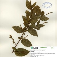 23988 herbarium