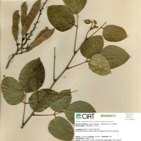 18667 herbarium