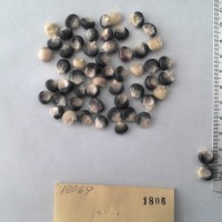 CIMMYTMA 1806 - Reference Inventory.jpg