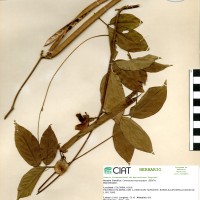 15965 herbarium