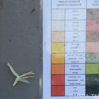 6.6.13 - Anther colour