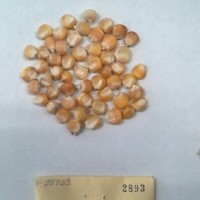 CIMMYTMA 2893 - Reference Inventory.jpg