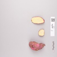 CIP 400184 (root).jpg