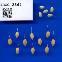 IRGC 2364 Seed Photo