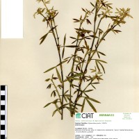 11516 herbarium